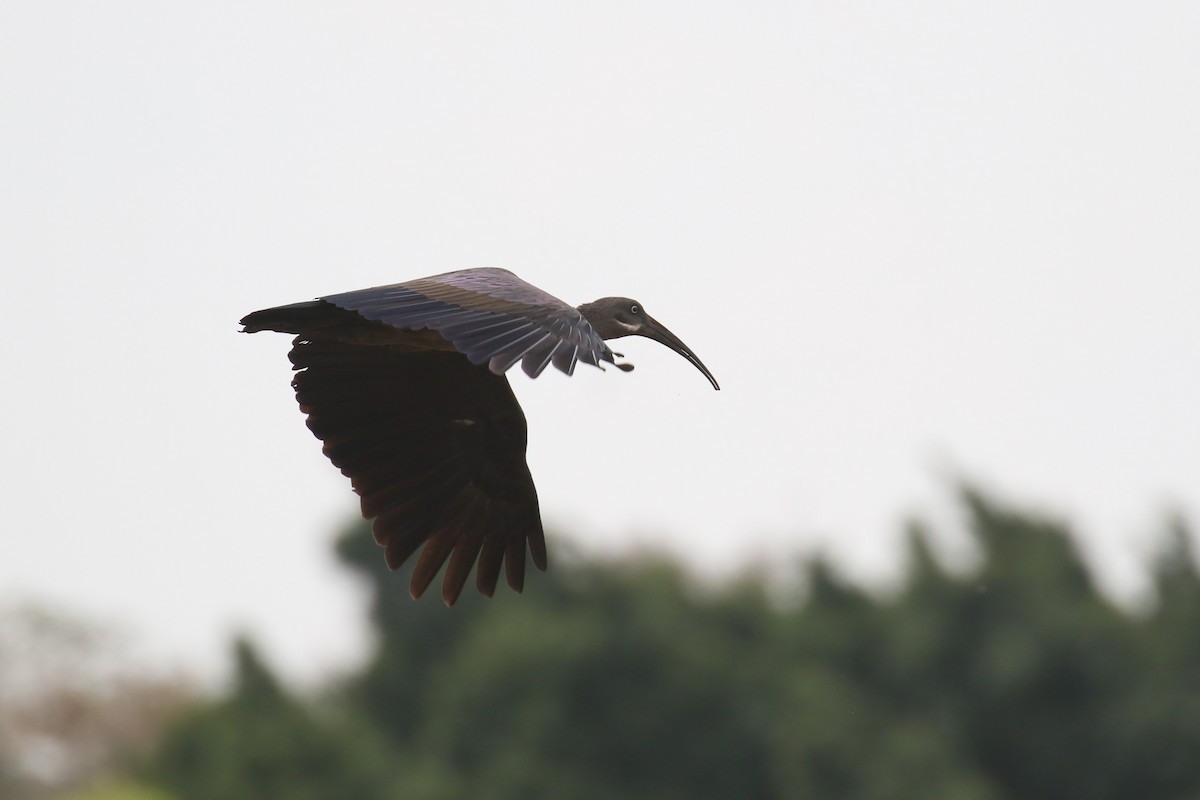 Hadada Ibis - Fikret Ataşalan