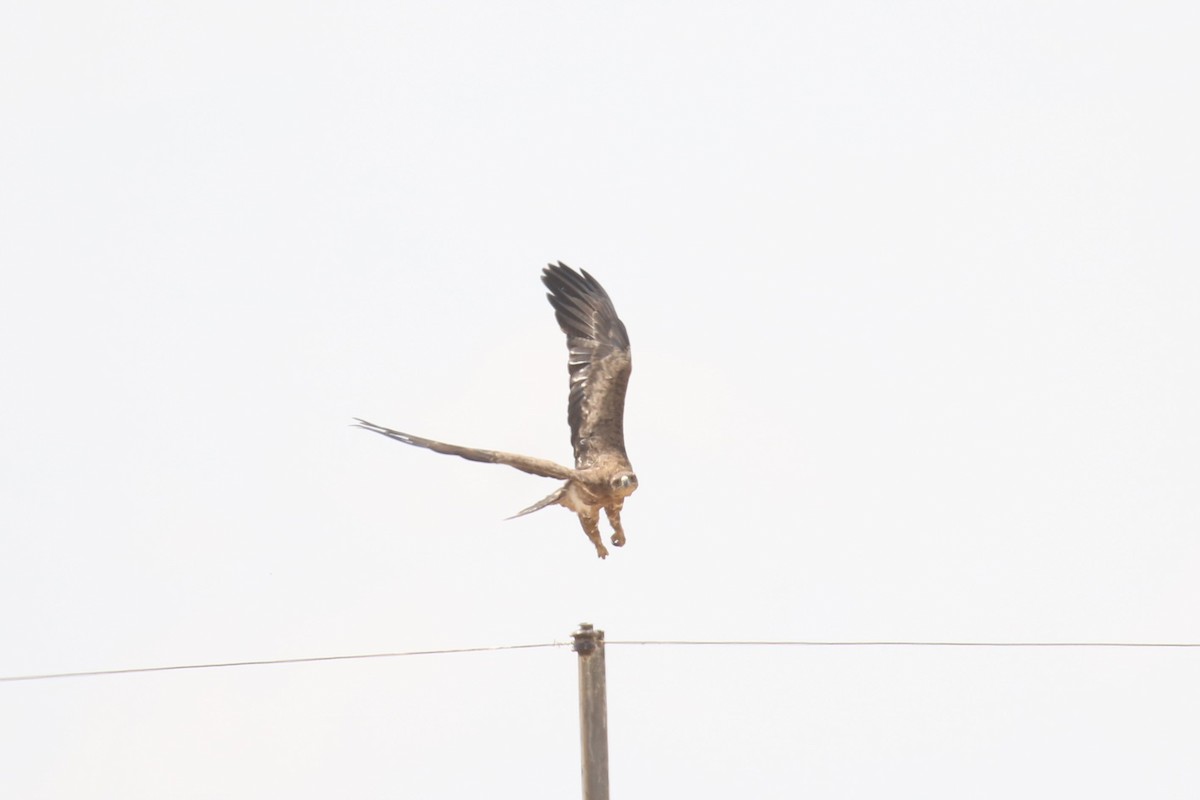 Tawny Eagle - ML623514672