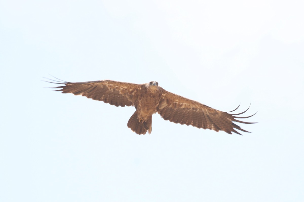 Tawny Eagle - ML623514674