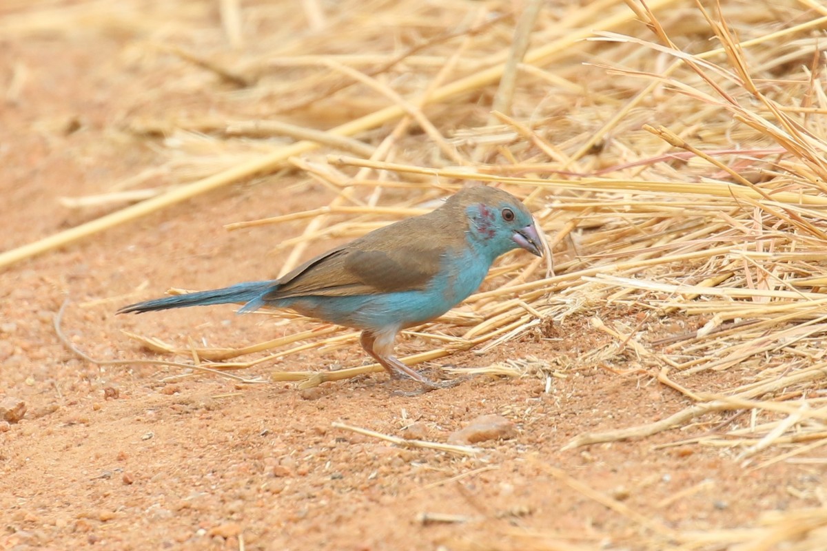 Red-cheeked Cordonbleu - ML623514703