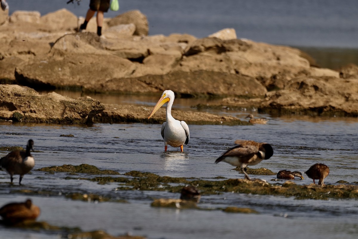 American White Pelican - ML623514730