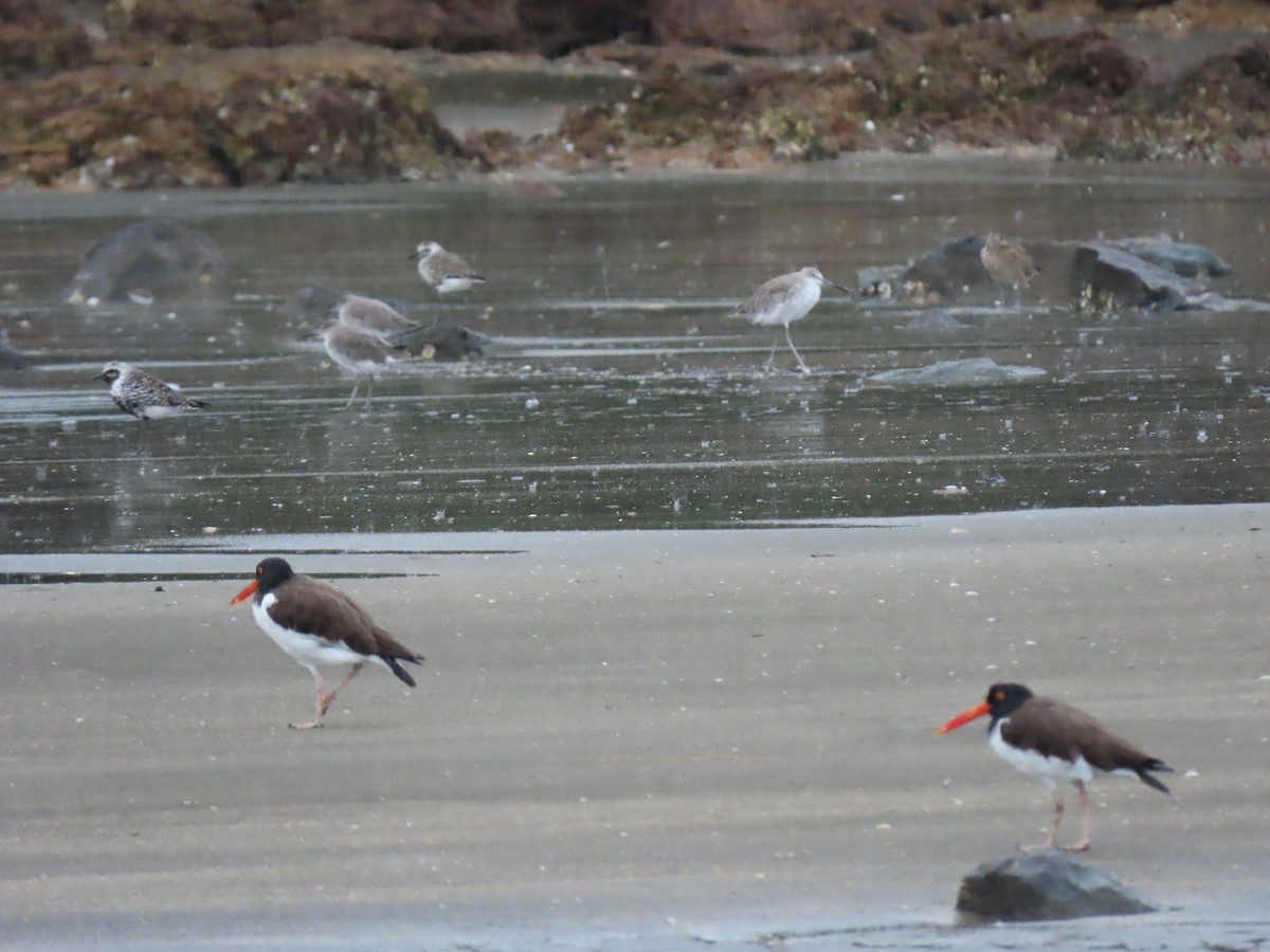 American Oystercatcher - ML623514745