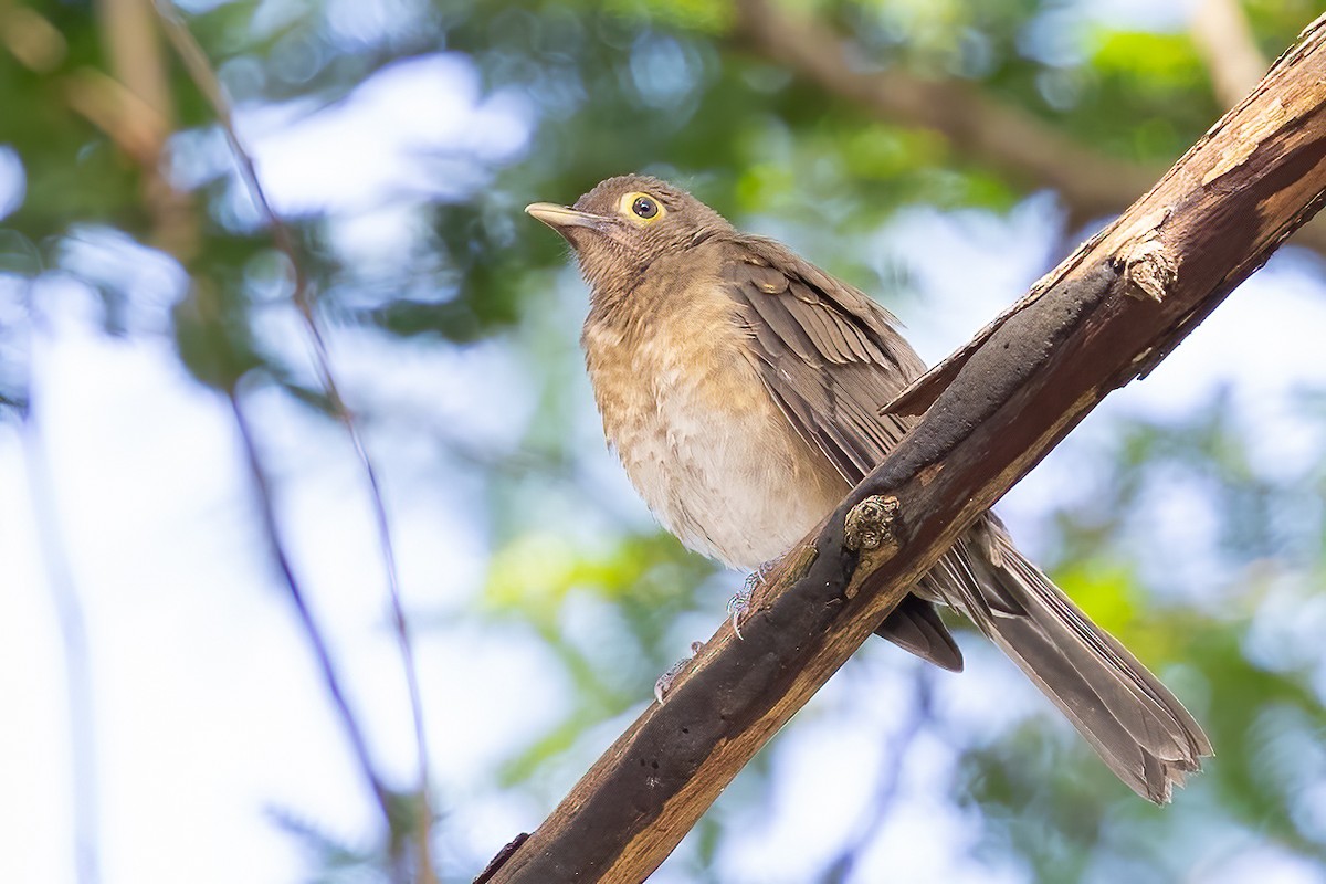 Spectacled Thrush - ML623514844