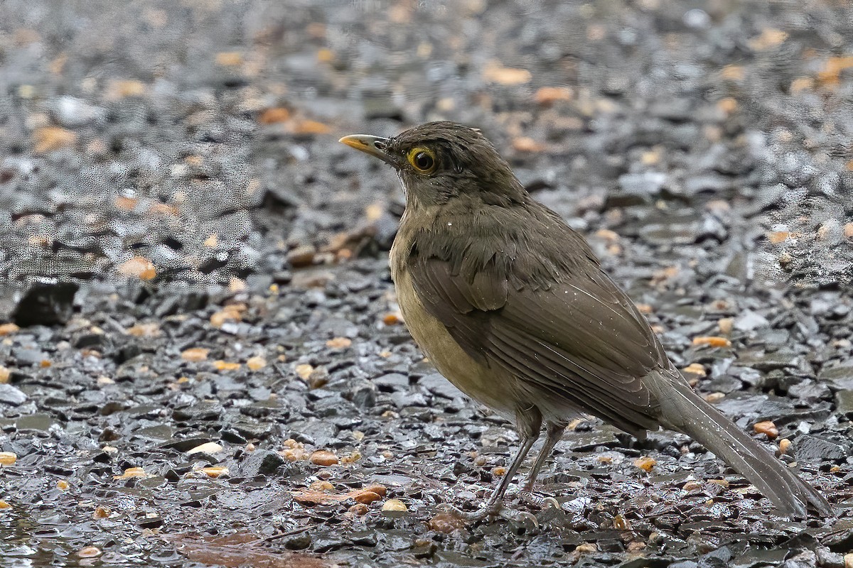 Spectacled Thrush - ML623514845