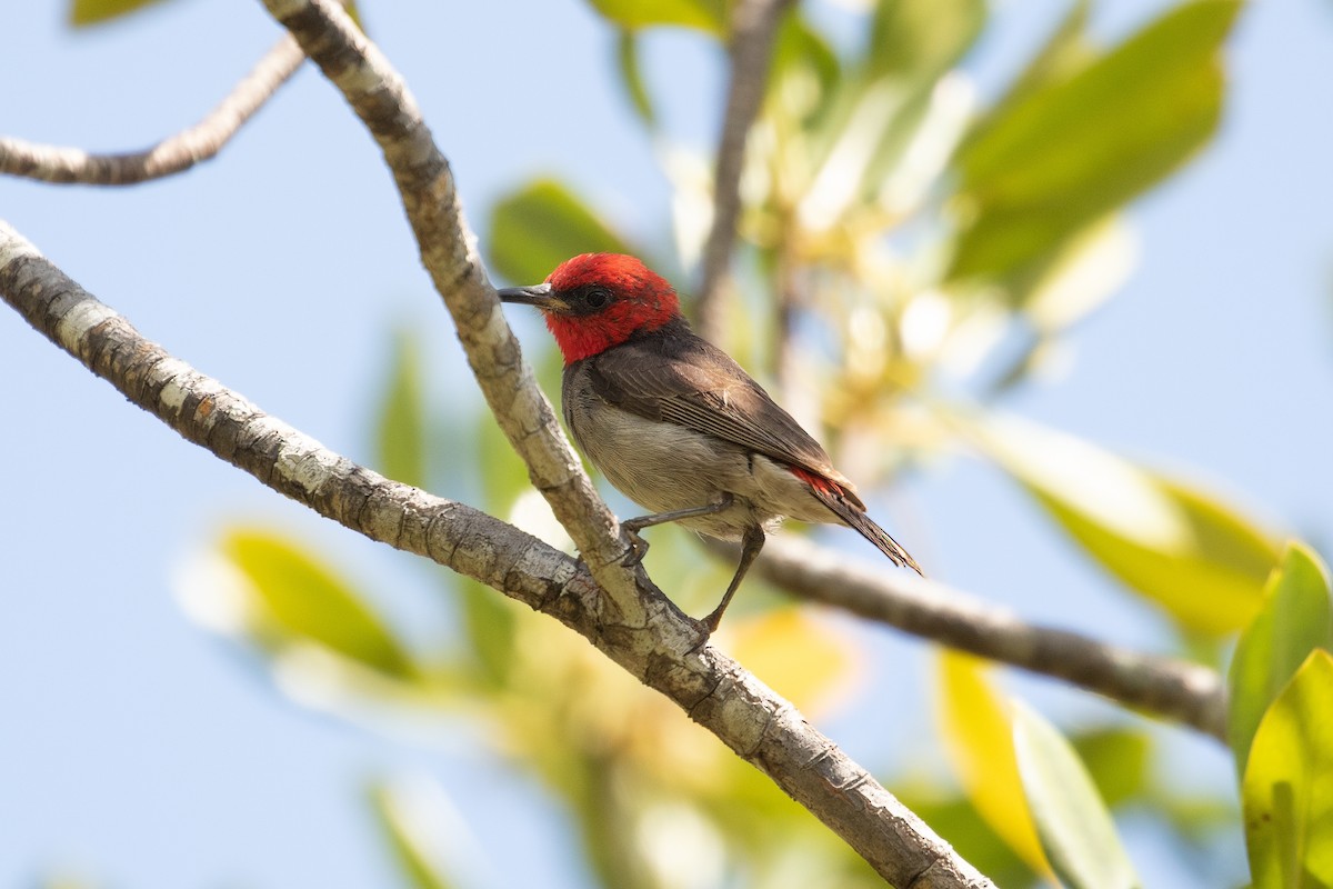 Red-headed Myzomela - ML623514882