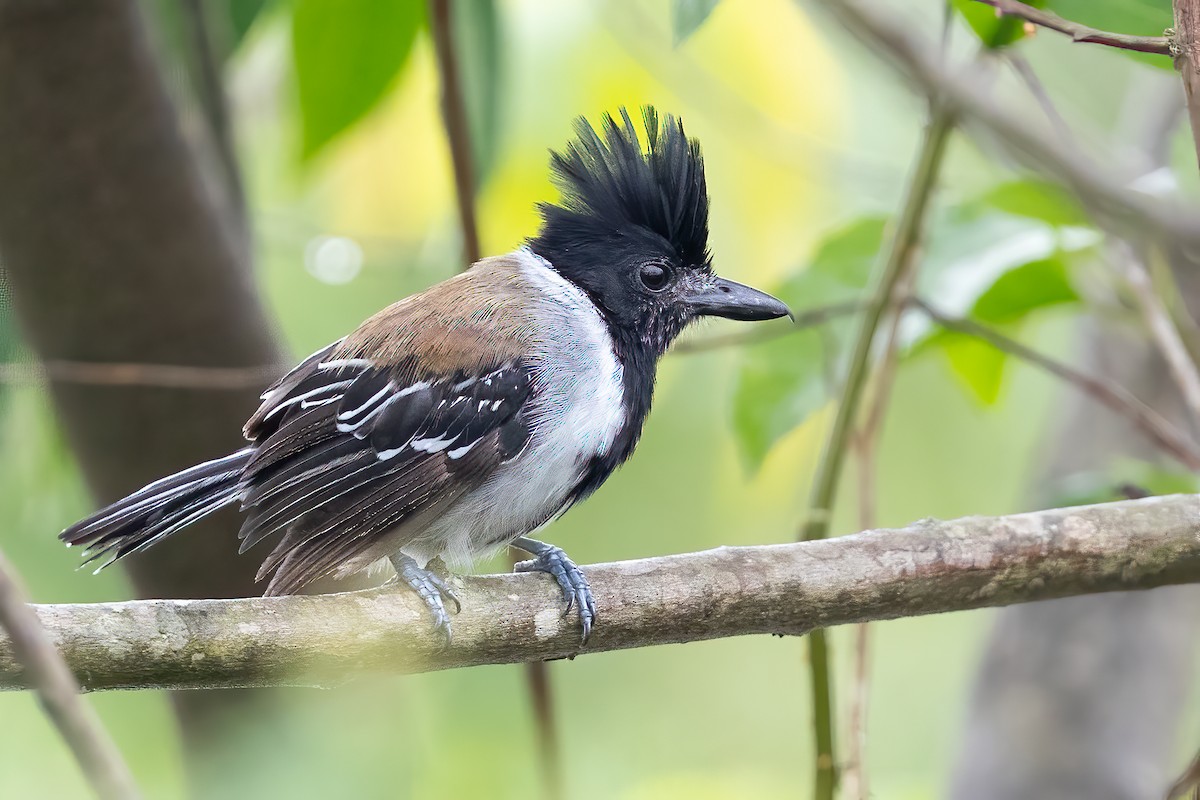 Black-crested Antshrike - ML623514904