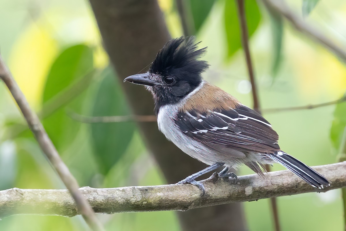 Black-crested Antshrike - ML623514905