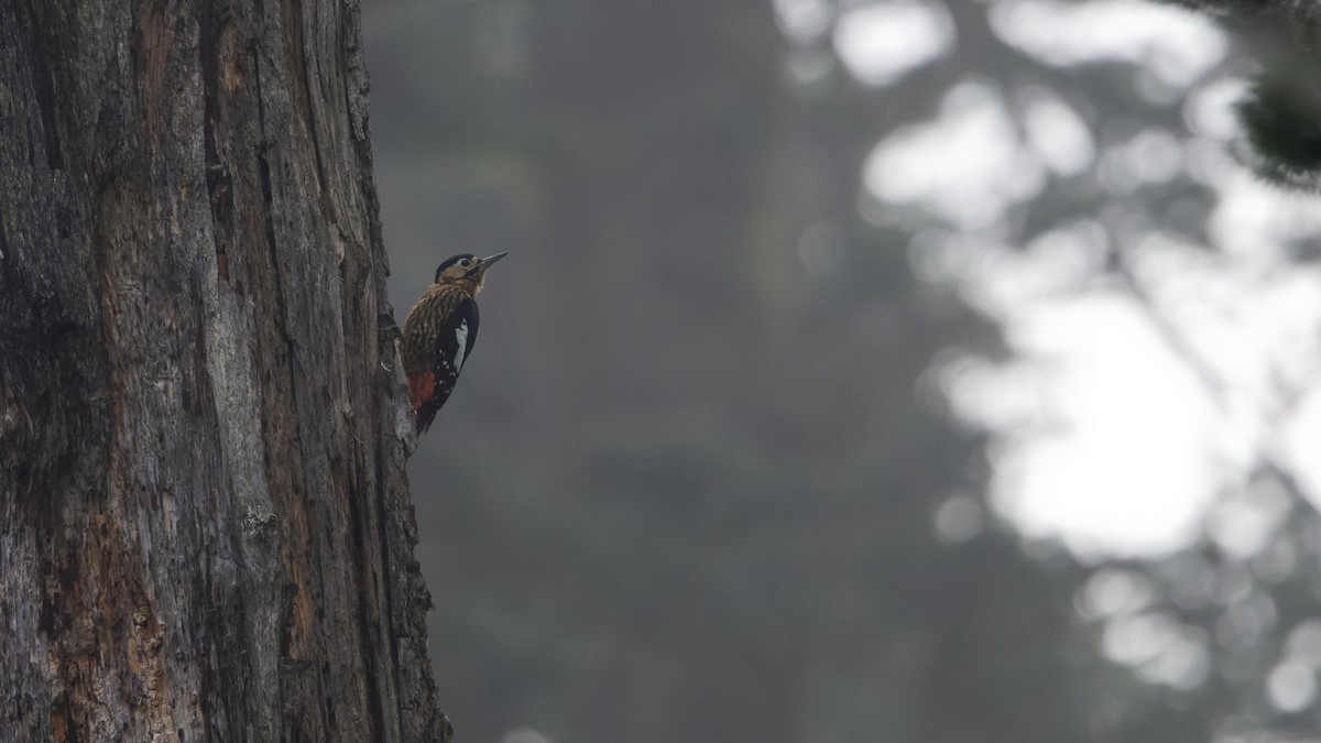 Pico de Darjeeling - ML623514927