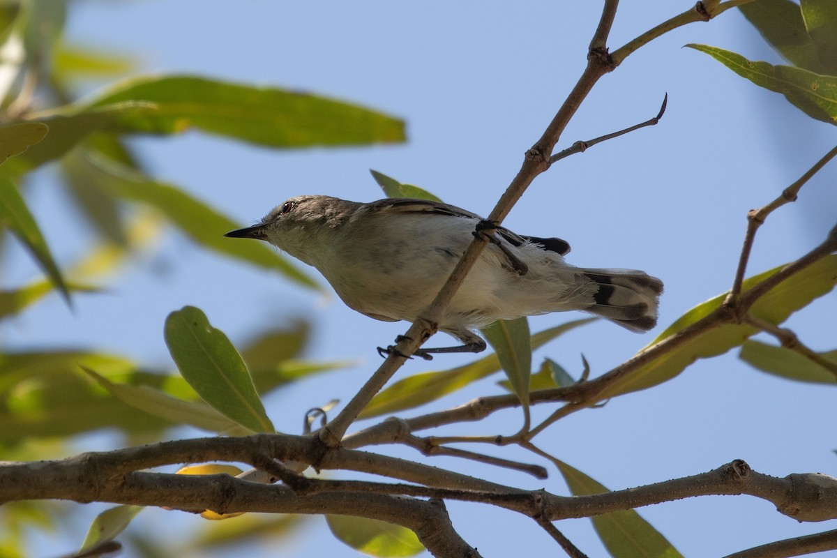 Mangrove Gerygone - ML623514948