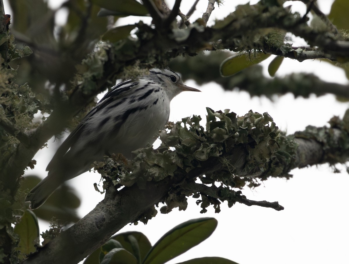 Black-and-white Warbler - ML623514955