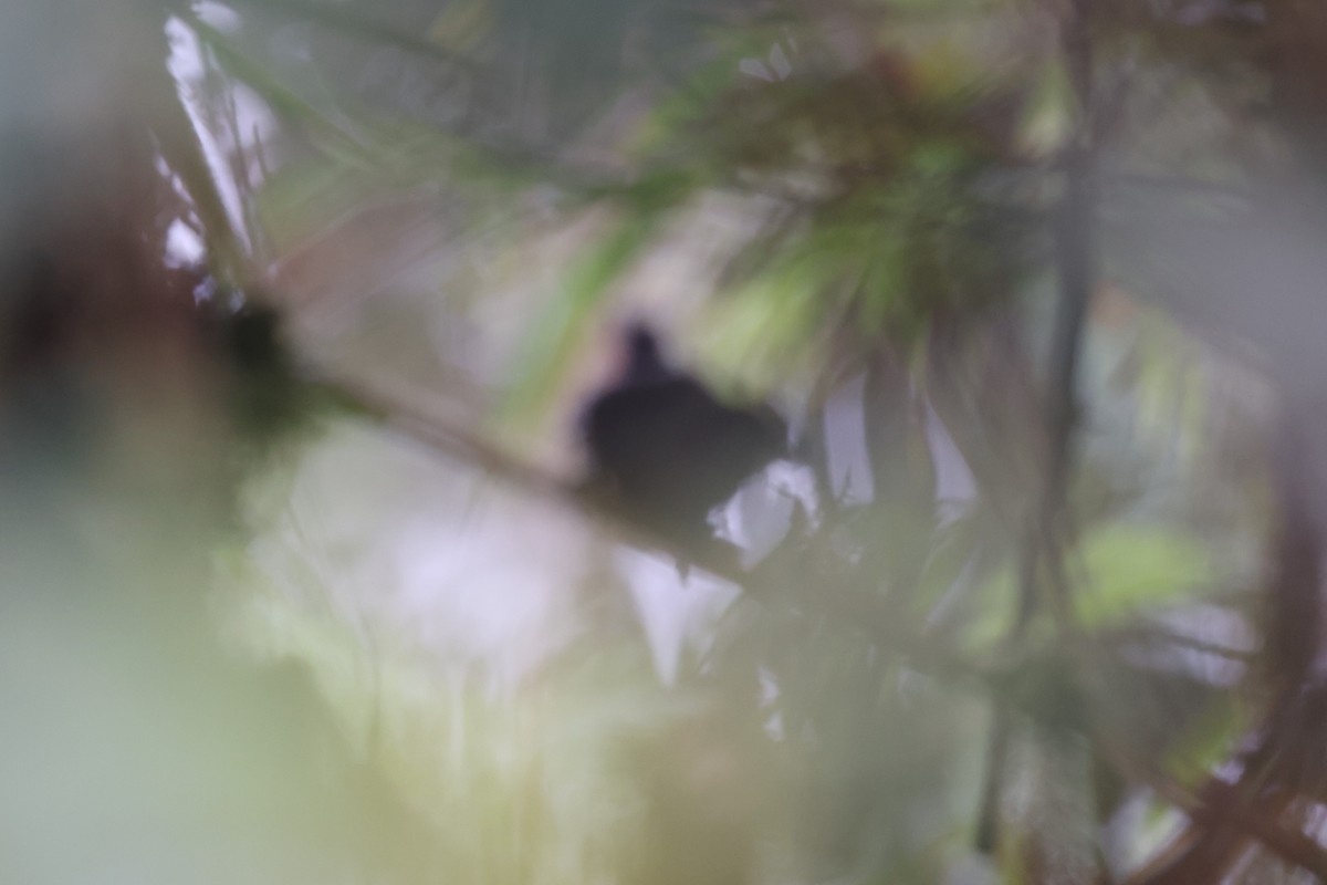 Utcubamba Tapaculo - ML623514961