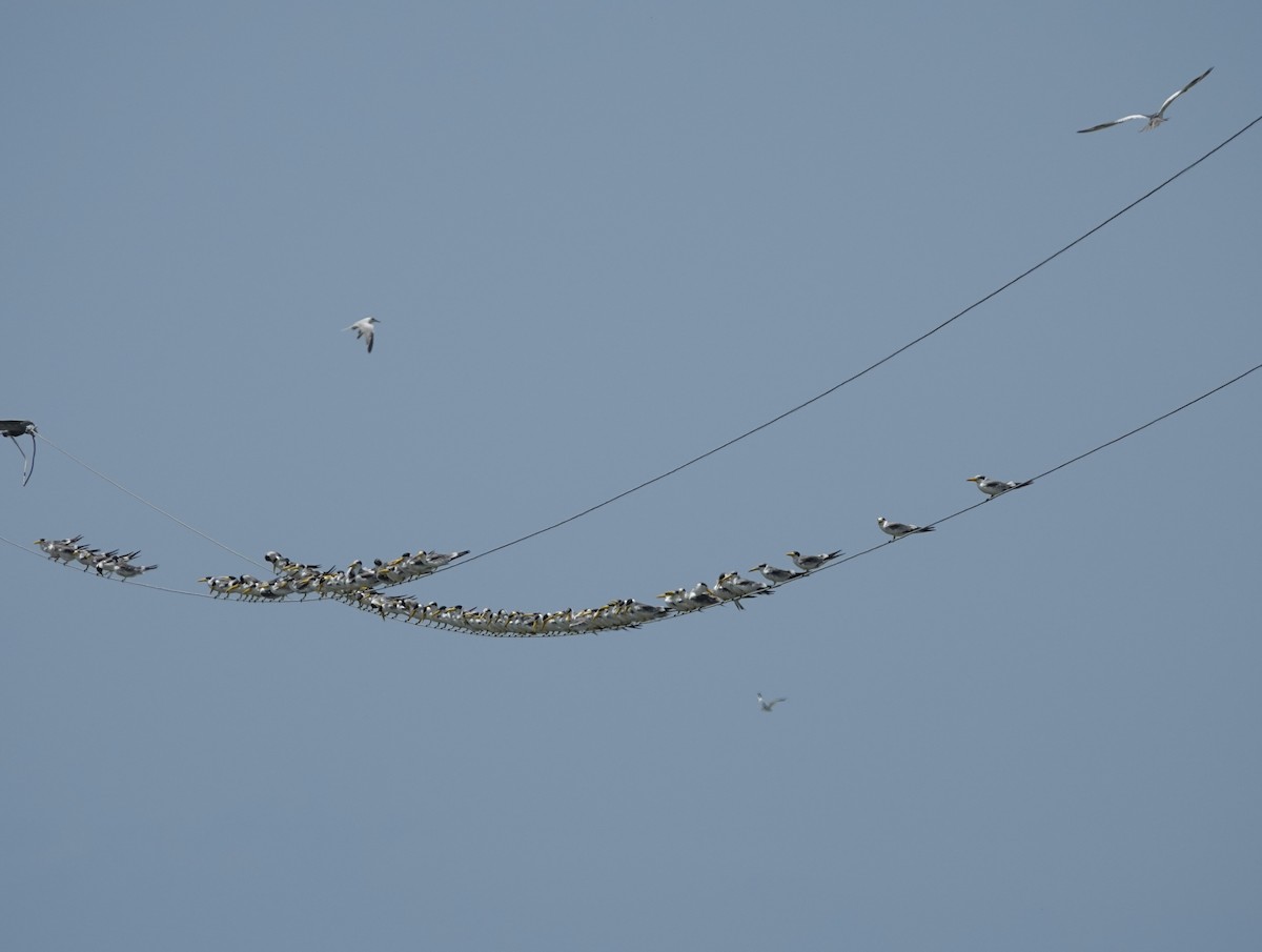 Yellow-billed Tern - ML623515011