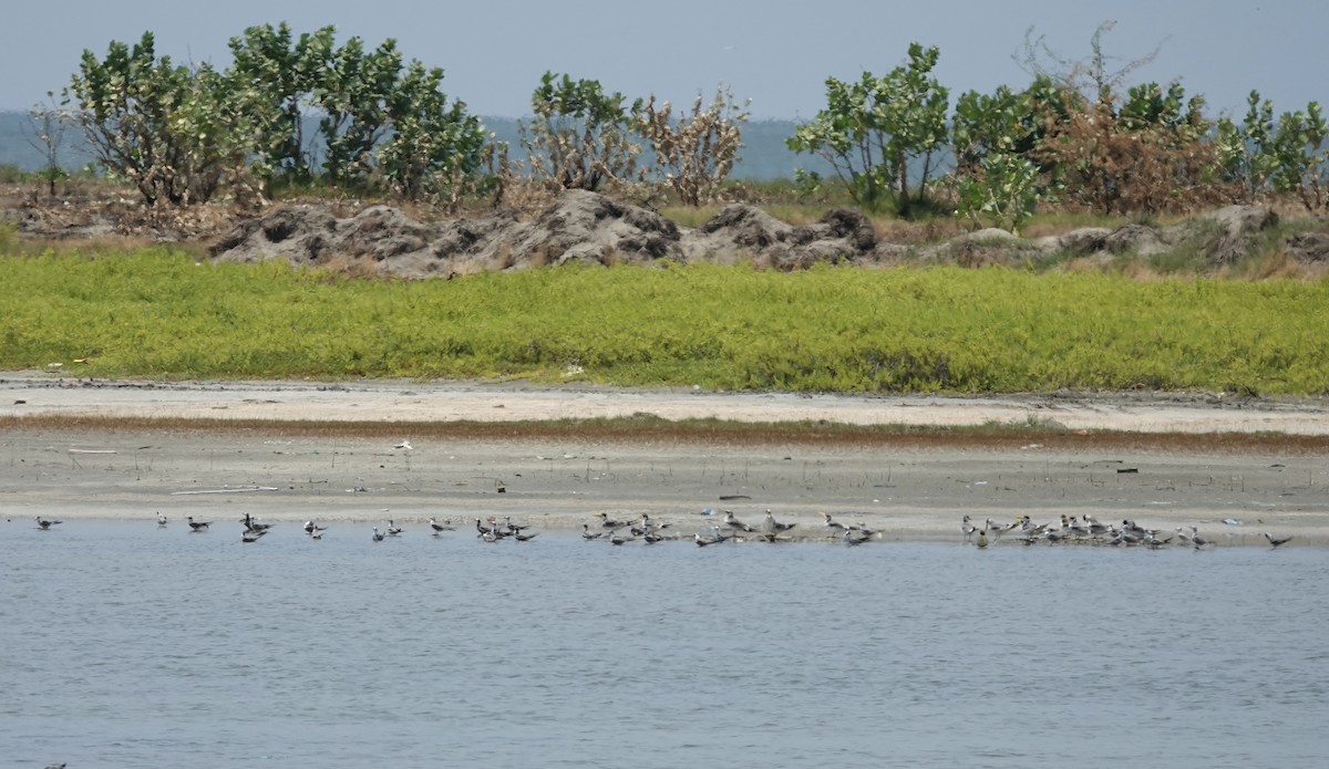 Yellow-billed Tern - ML623515012