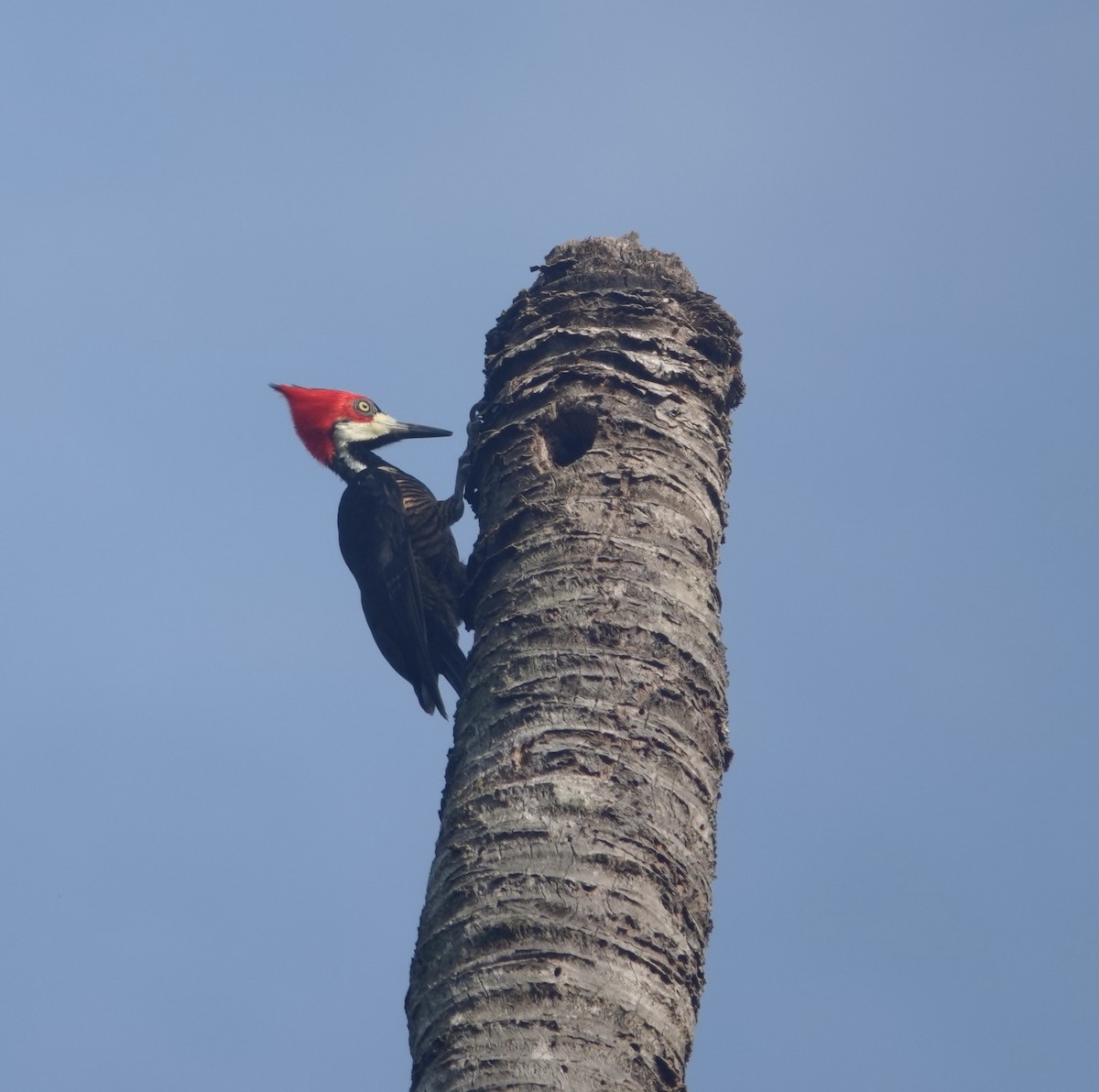 Crimson-crested Woodpecker - ML623515018