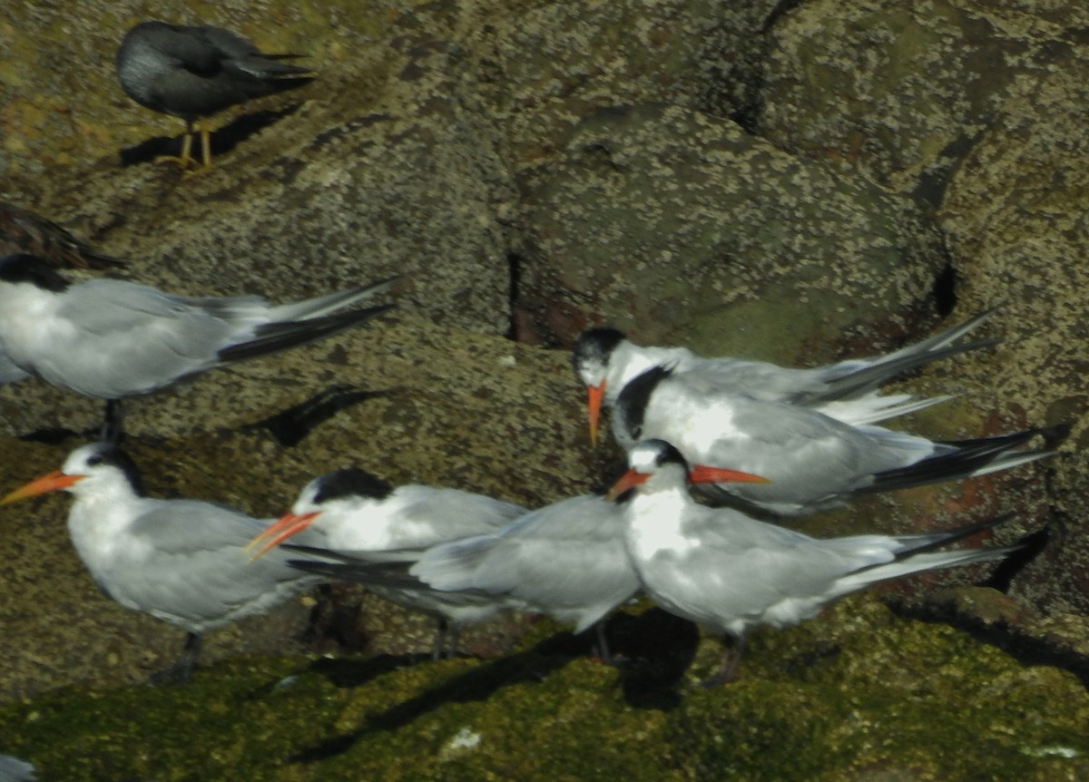 Elegant Tern - ML623515029