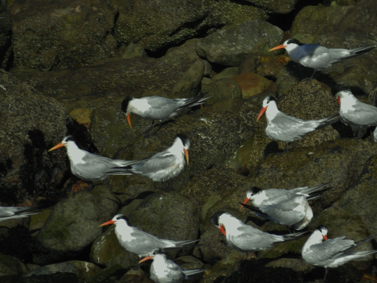 Elegant Tern - ML623515030