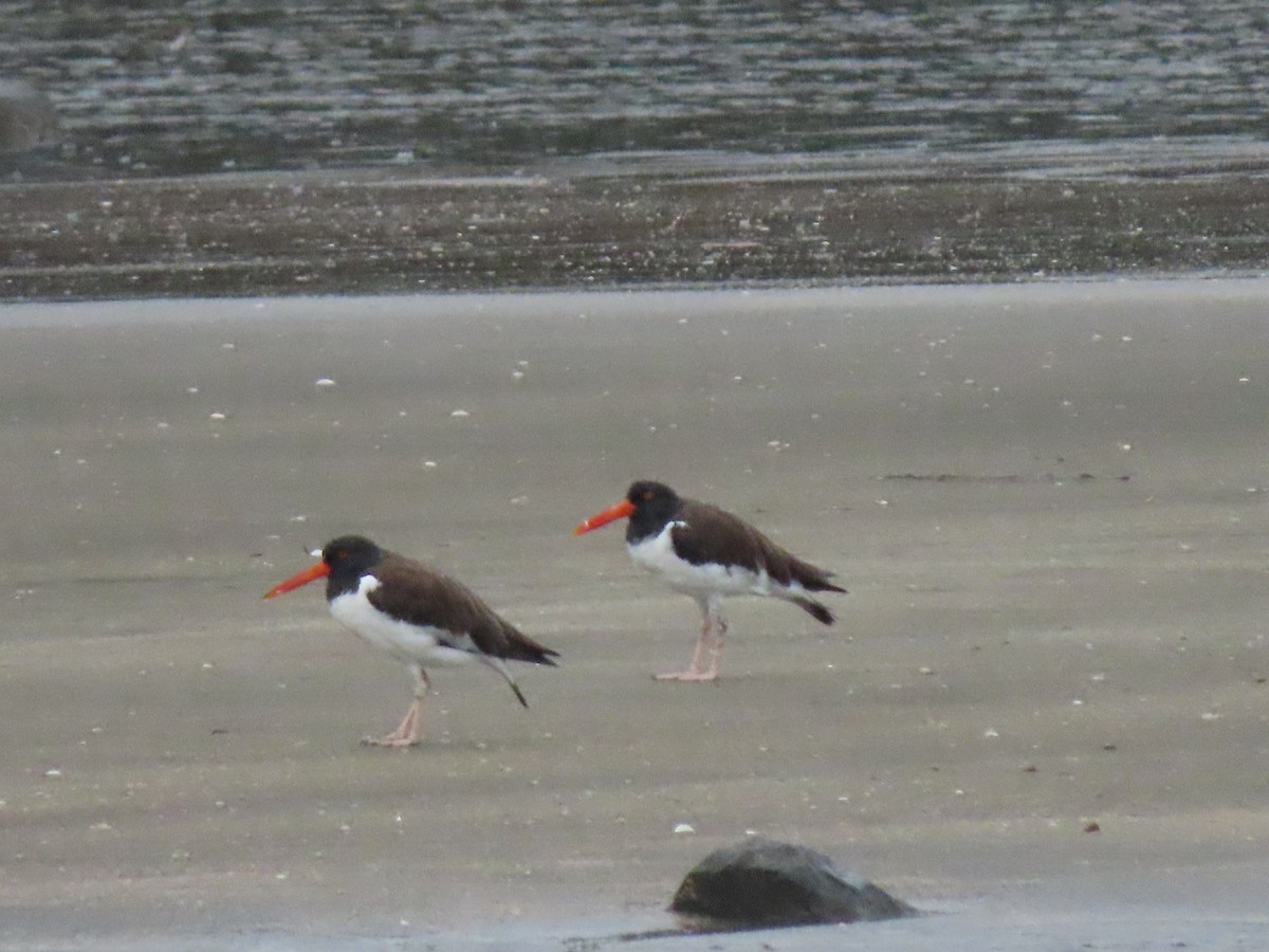 American Oystercatcher - ML623515031