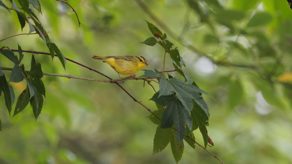 Sulphur-breasted Warbler - ML623515055