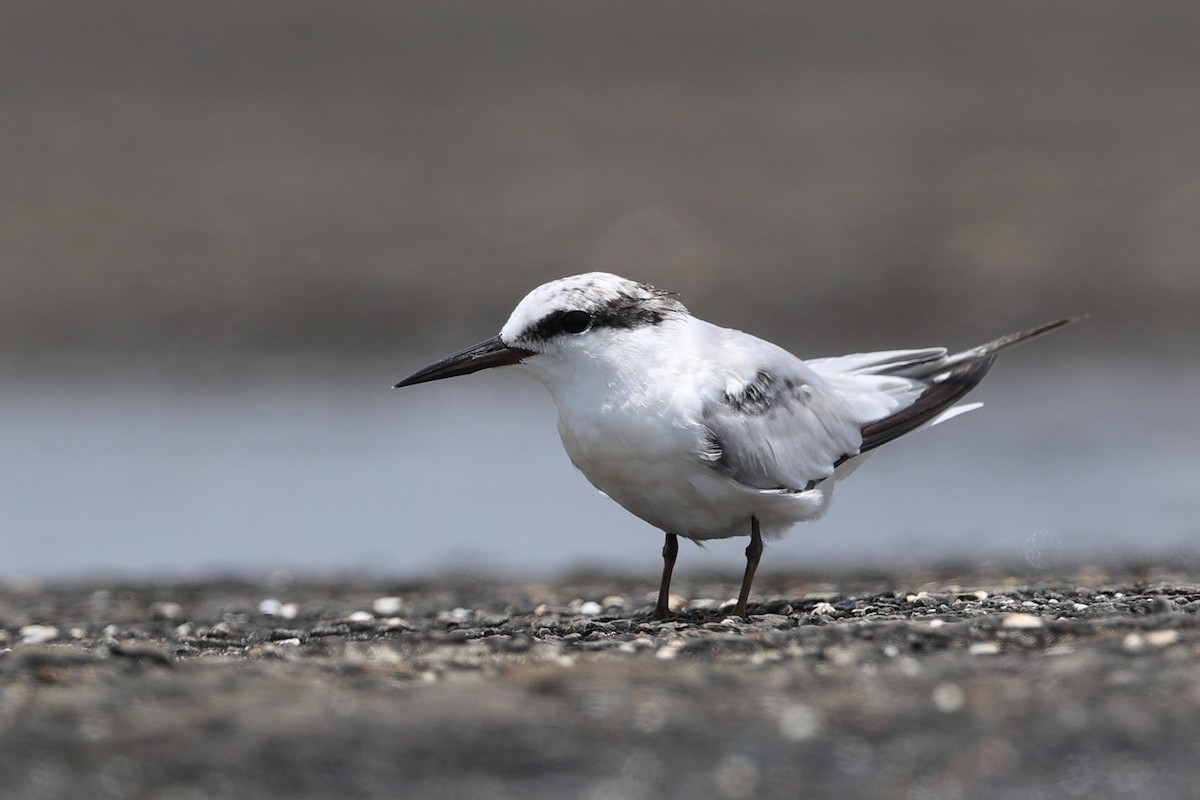 Saunders's Tern - ML623515081