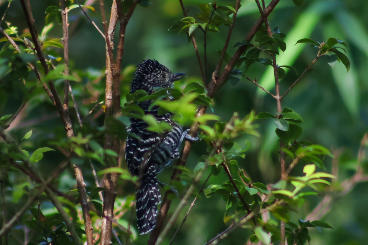 Bar-crested Antshrike - ML623515083