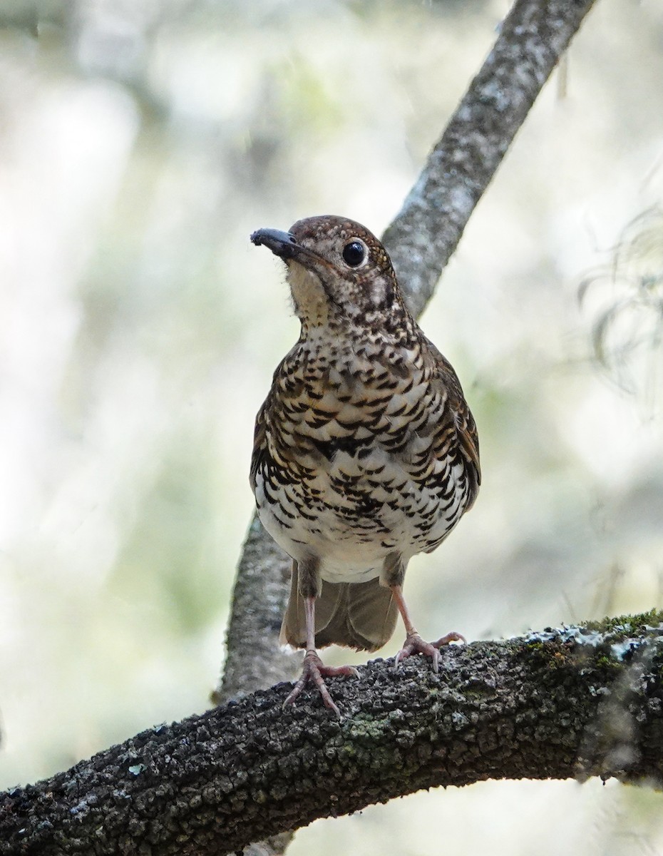 Bassian Thrush - ML623515096