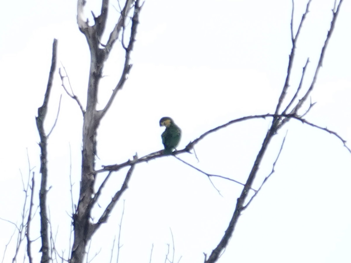 Blue-fronted Fig-Parrot - ML623515101