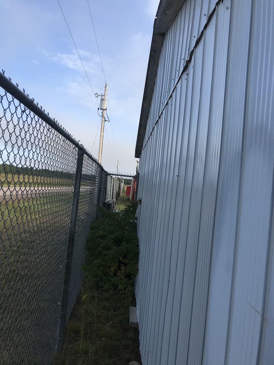 Vesper Sparrow - ML623515103