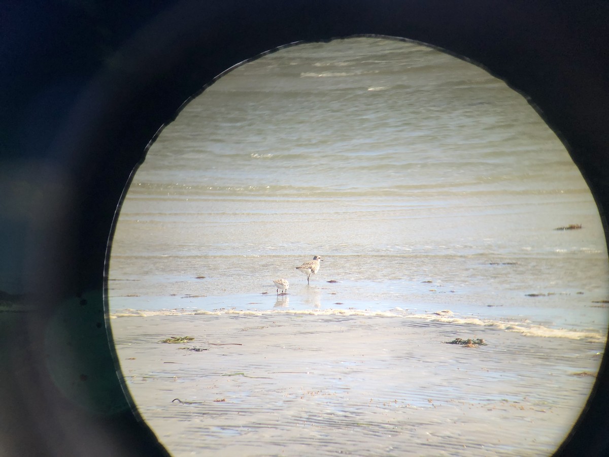 Black-bellied Plover - ML623515154