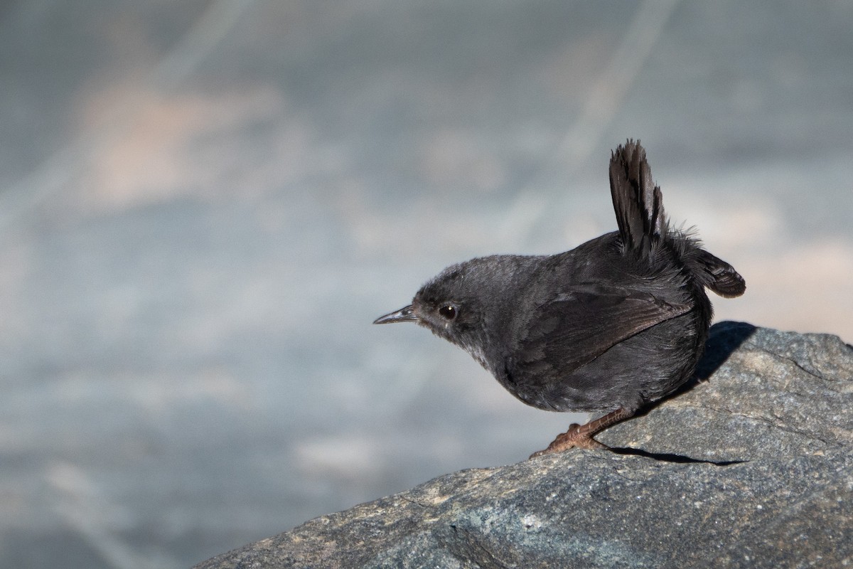 Magellanic Tapaculo - ML623515155