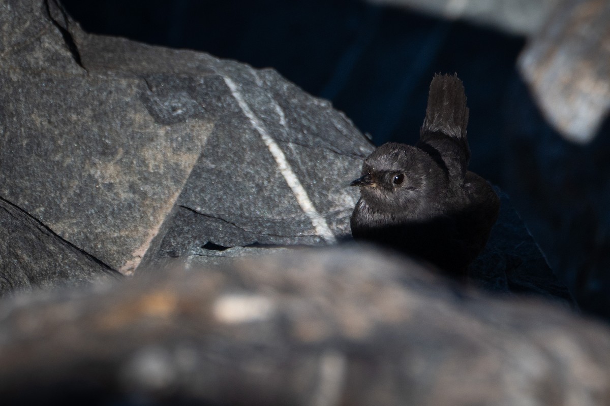 Magellanic Tapaculo - ML623515156