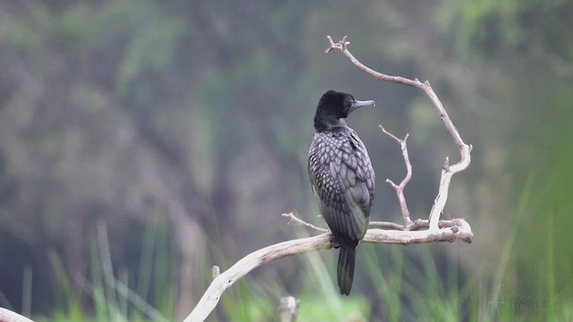 Little Black Cormorant - ML623515222