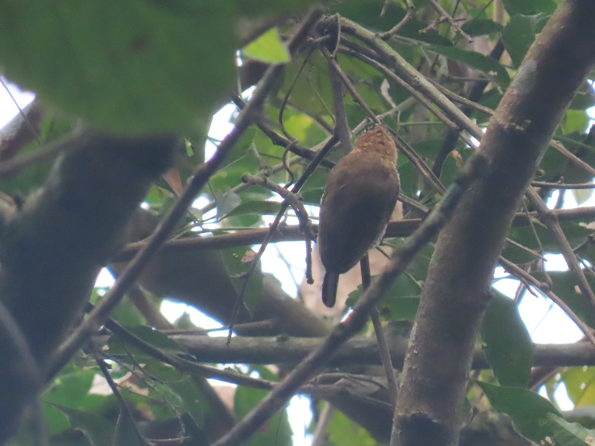 Ochre-collared Piculet - ML623515300