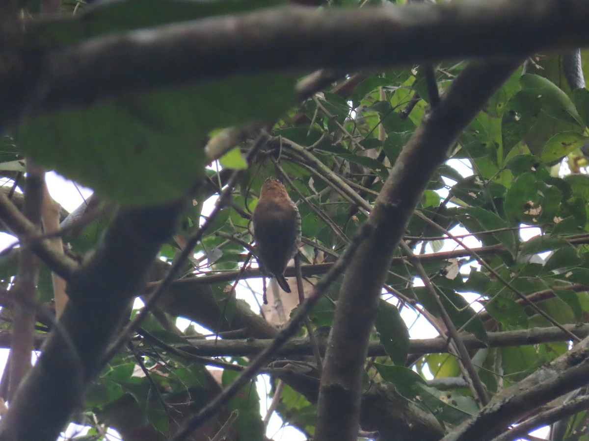 Ochre-collared Piculet - ML623515303