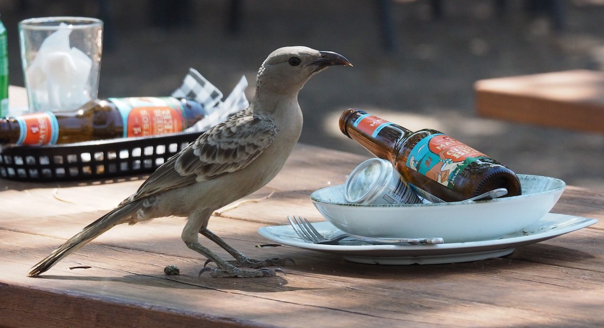 Great Bowerbird - ML623515320