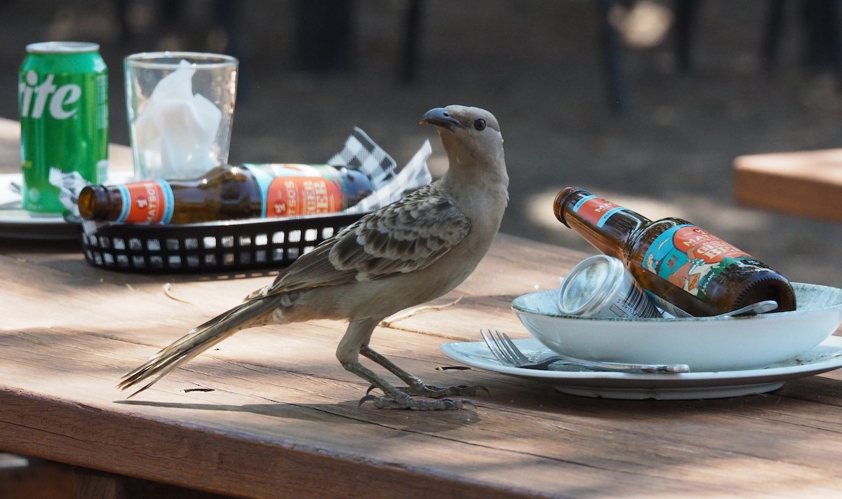 Great Bowerbird - ML623515321