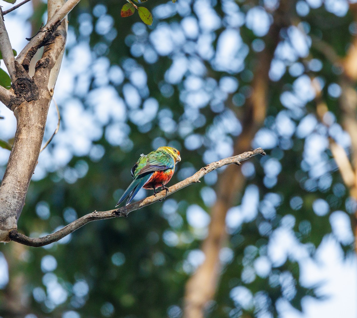 Western Rosella - ML623515365