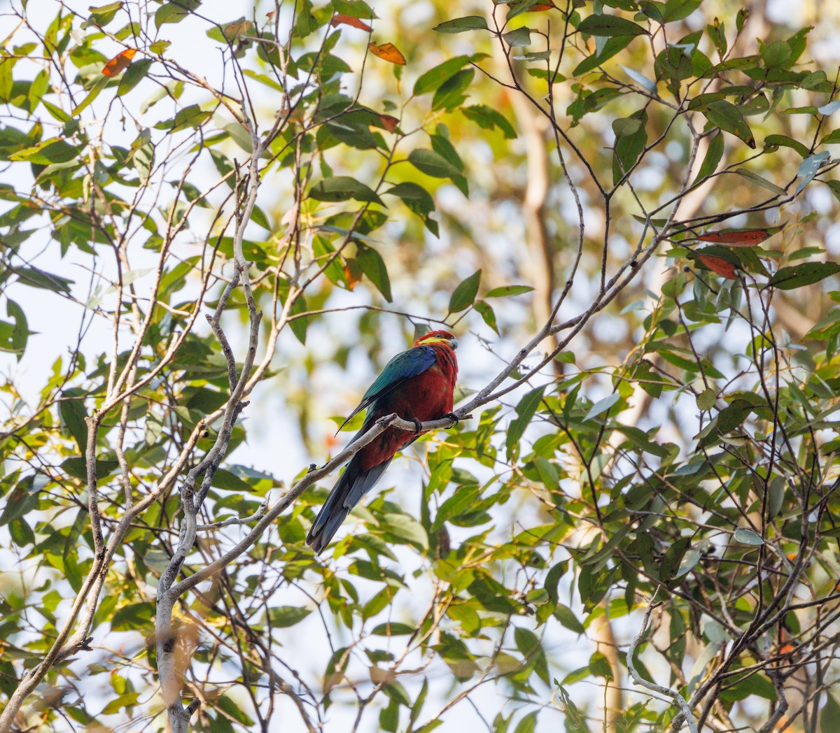 Western Rosella - ML623515367