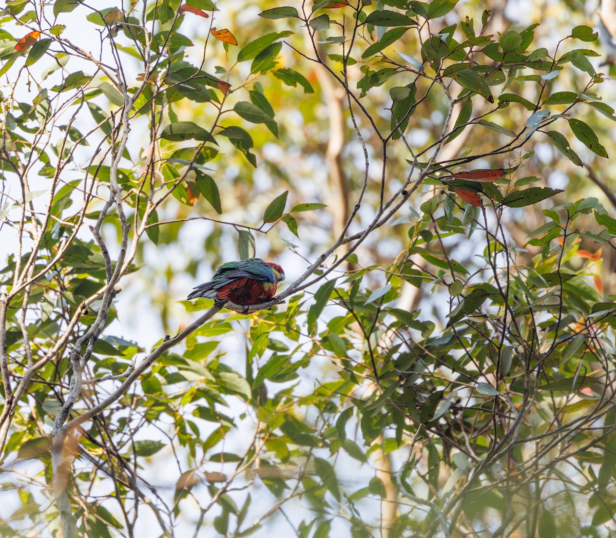 Western Rosella - ML623515368