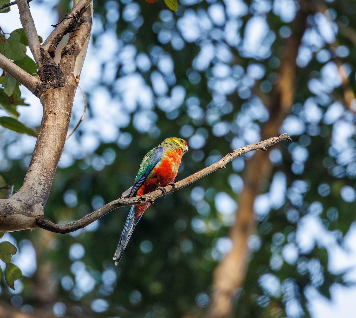 Western Rosella - ML623515370