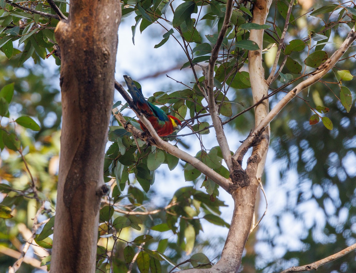 Western Rosella - ML623515371