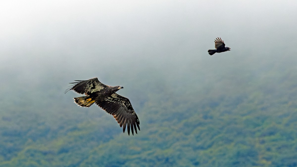Bald Eagle - ML623515375