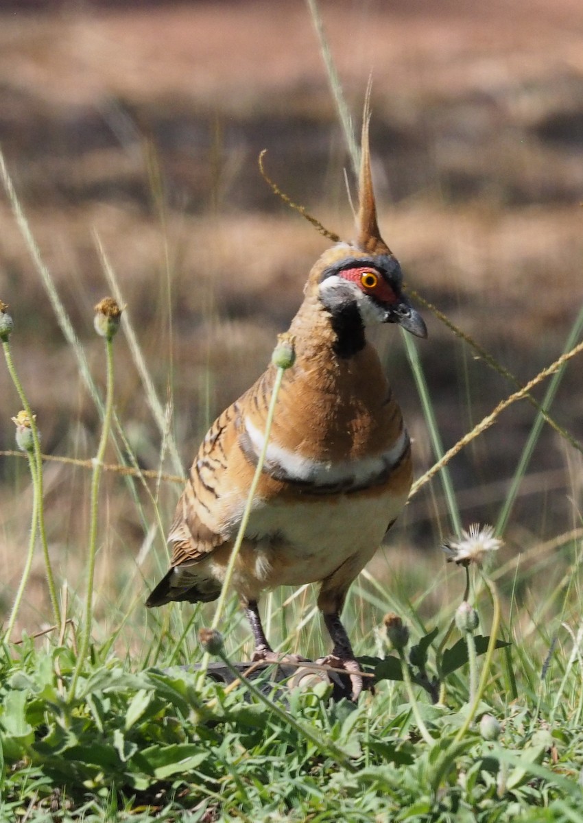 Spinifex Pigeon - ML623515386