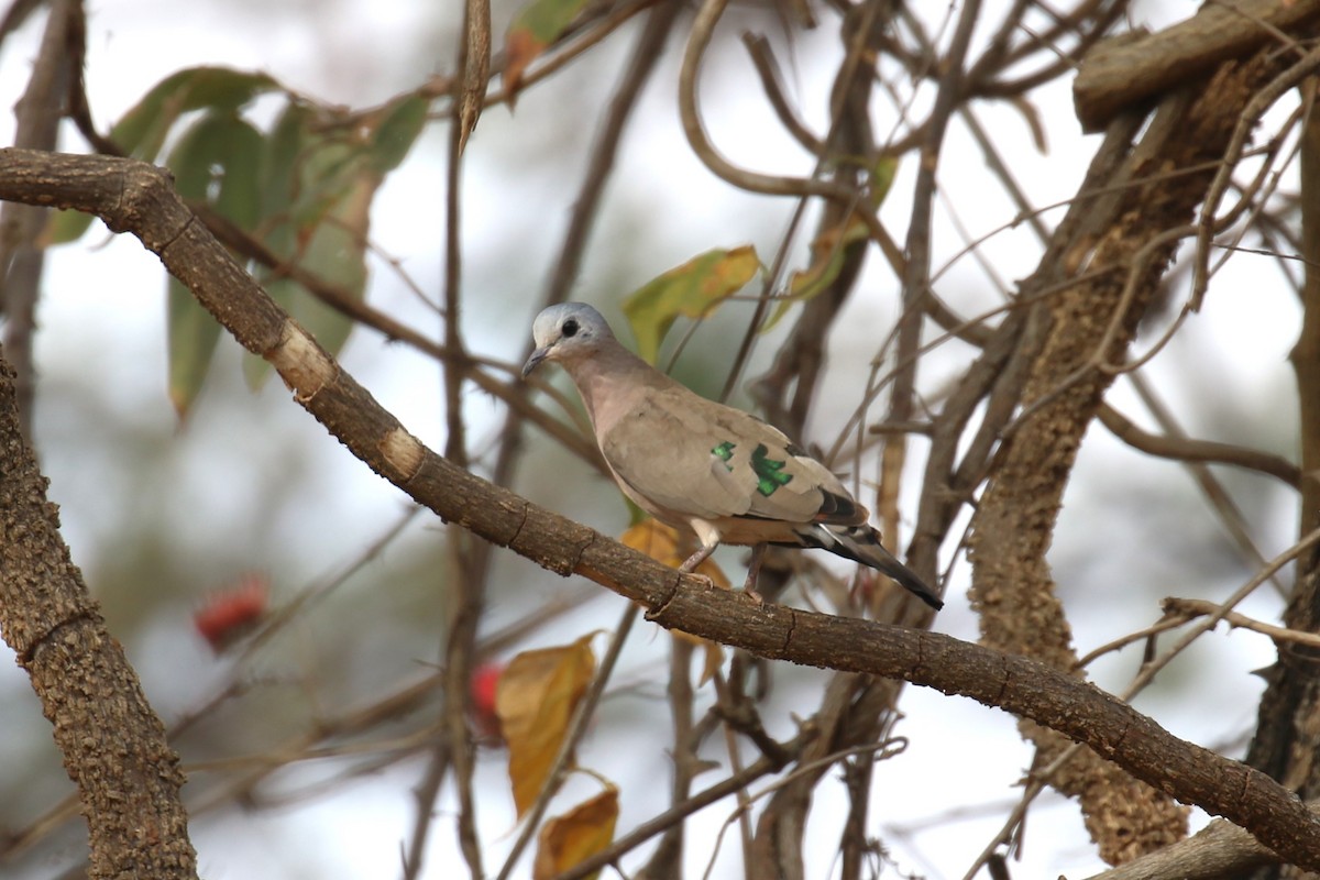 Emerald-spotted Wood-Dove - Fikret Ataşalan