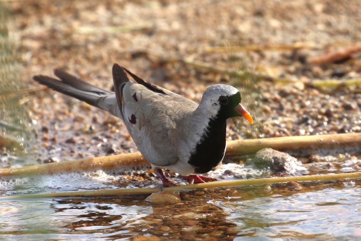 Namaqua Dove - ML623515425