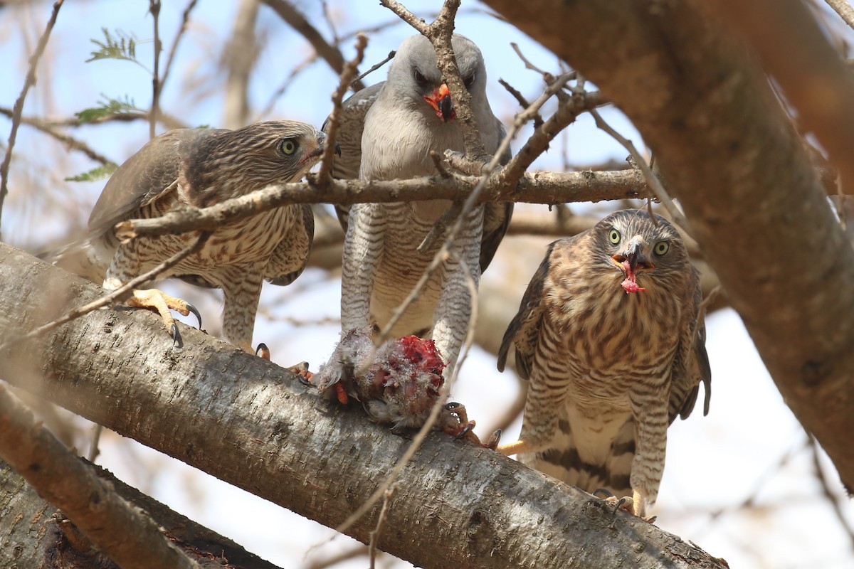 Gabar Goshawk - ML623515431