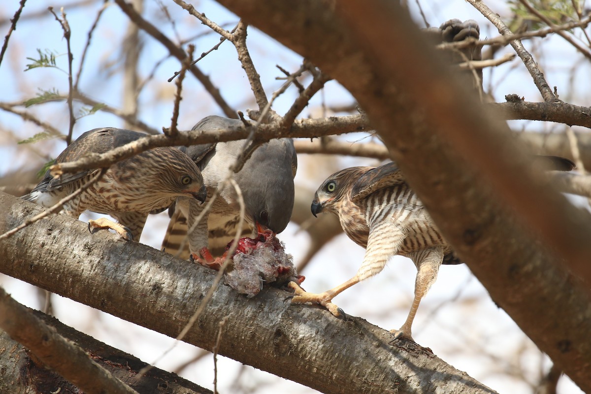 Gabar Goshawk - ML623515434