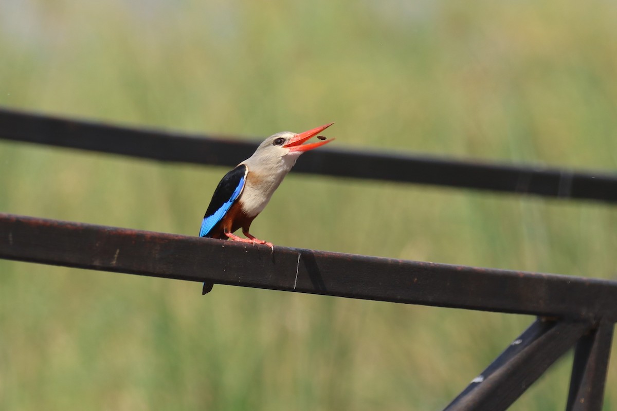 Gray-headed Kingfisher - ML623515437