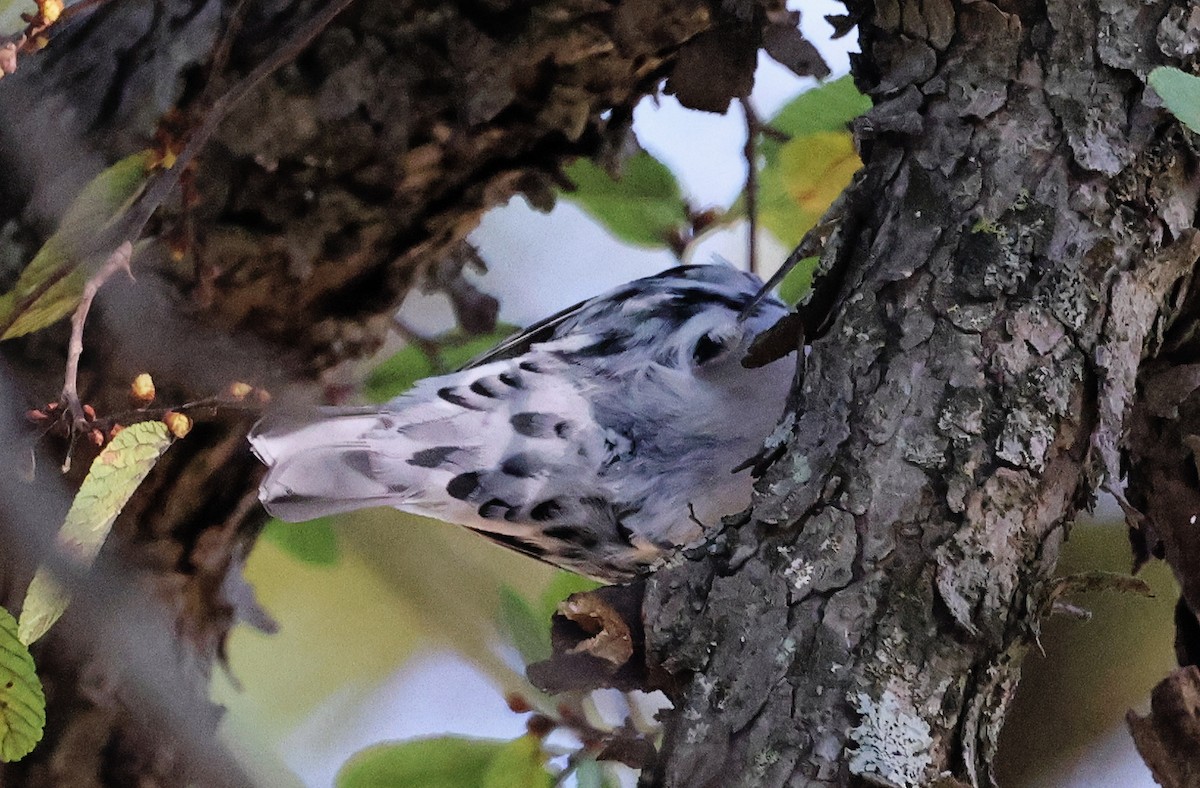 Black-and-white Warbler - ML623515439