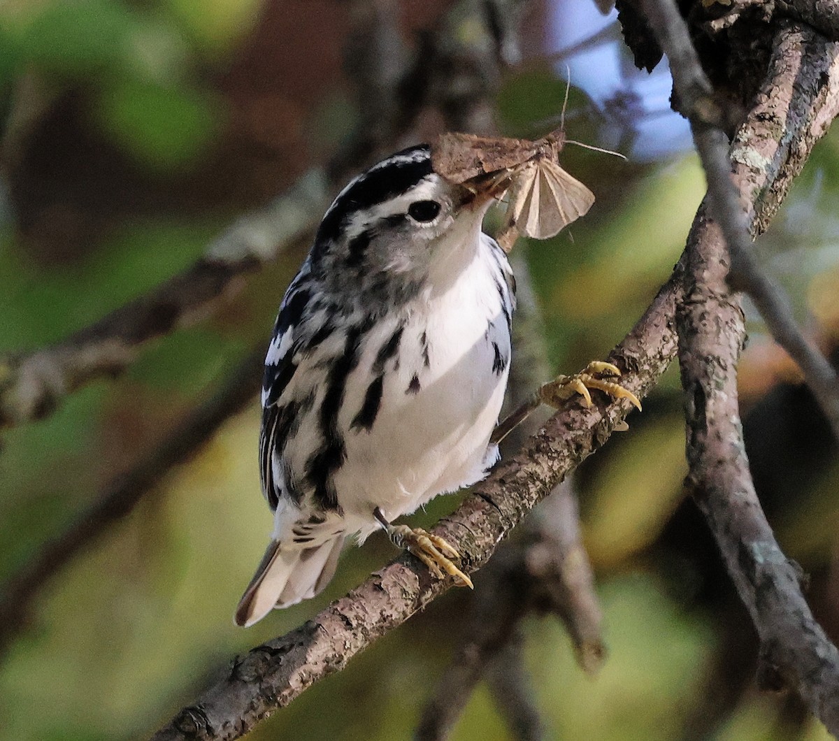 Black-and-white Warbler - ML623515440