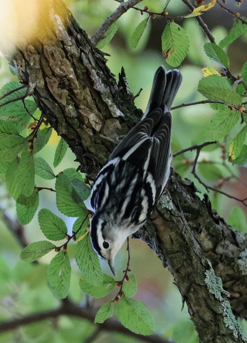 Black-and-white Warbler - ML623515441